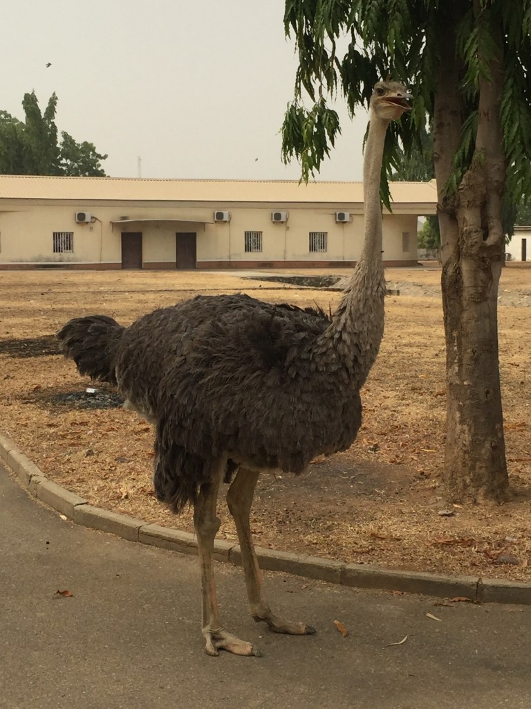 Our Resident Ostrich
