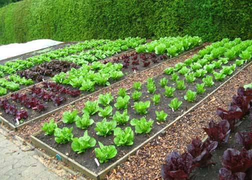 vegetable garden